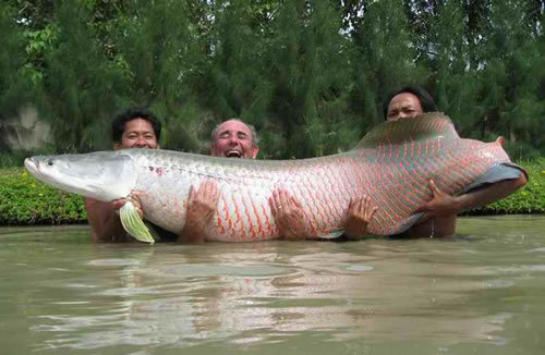  River Monsters
