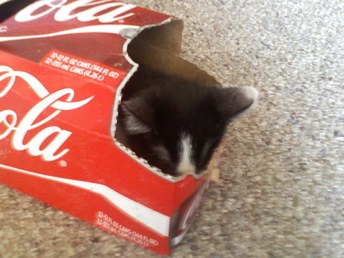 lol my kitten sleeping in a coca-cola box