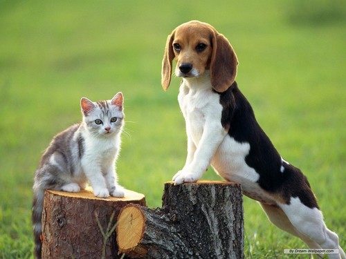  chó săn nhỏ, beagle hình nền