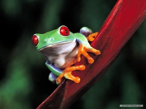  Frog Wallpaper!