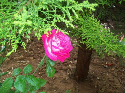  merah jambu Rose