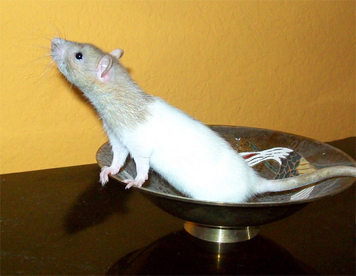 Rat in a Bowl