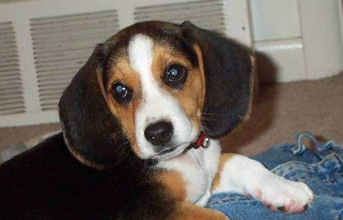  Smeogle my beagle