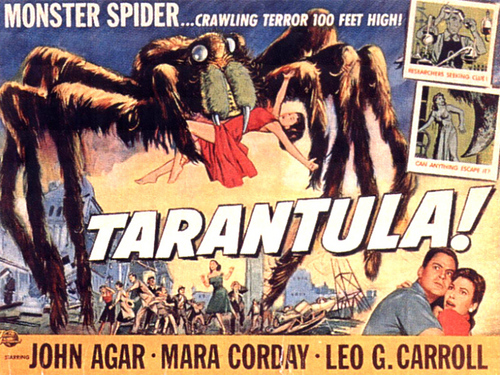 타란툴라 거미, 독 거미