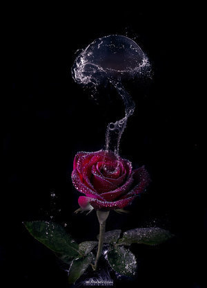  Water rose