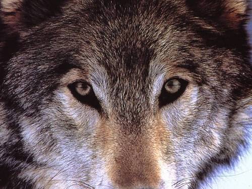  Wolf,Close Up