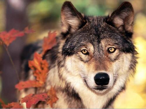  Wolf,In The Autumn/ Fall