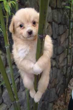  Bamboo perrito, cachorro Panda