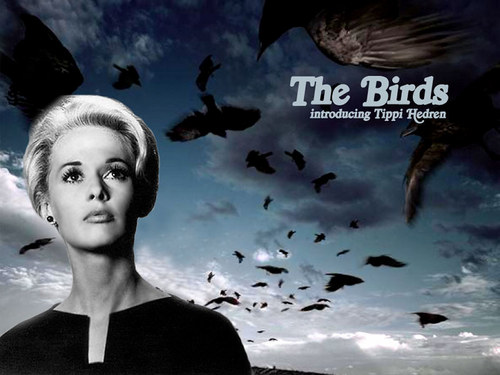  Classic Film,The Birds