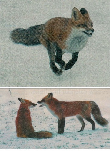 Beatiful Foxes
