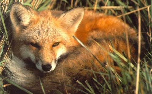 Beatiful Foxes