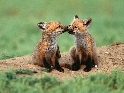  Beatiful Foxes