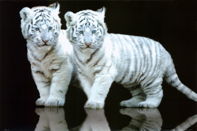 High Contrast Tiger Cubs