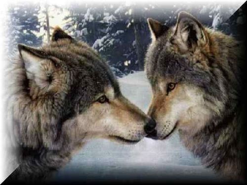  wolves can kiss too!