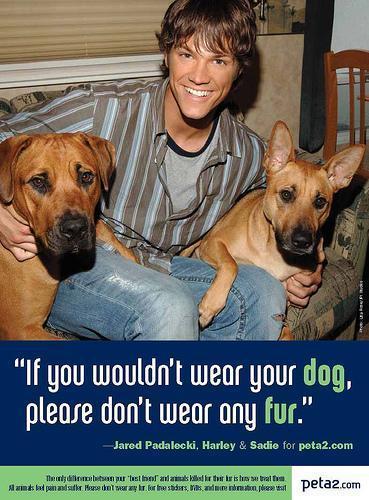  animales are not ours to wear