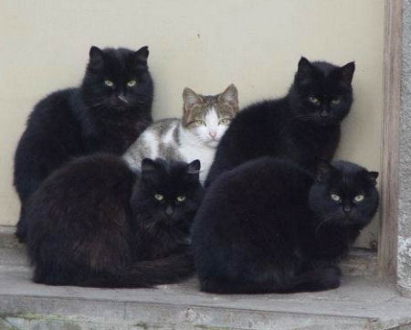  Black gatos