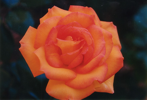  orange Rose