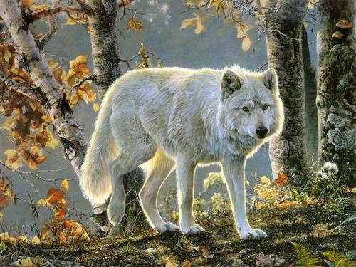 Wolf in the fall!
