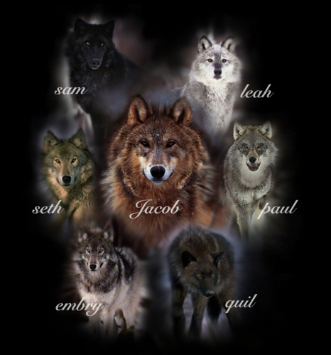  serigala, wolf packs
