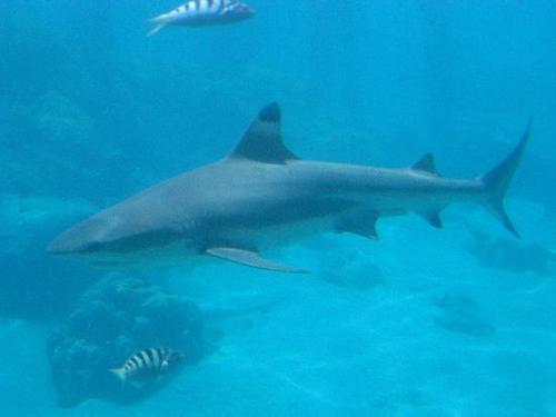  Blacktip 礁 鲨鱼