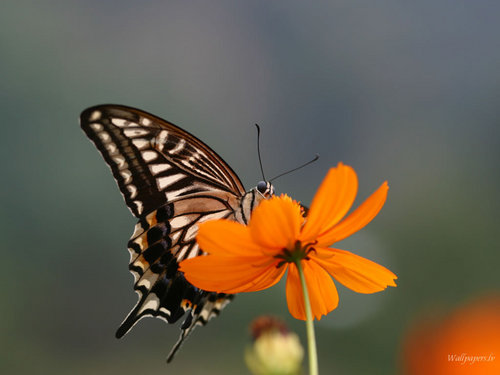  vlinder achtergrond
