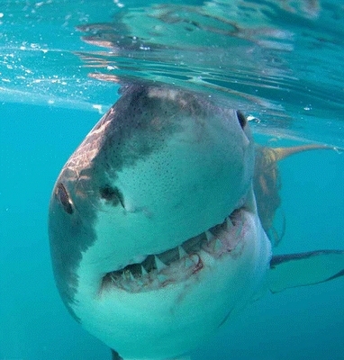  Great White pating