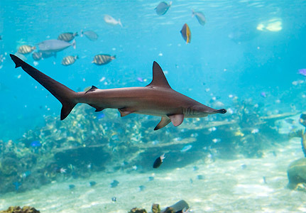  Hammerhead Sharks