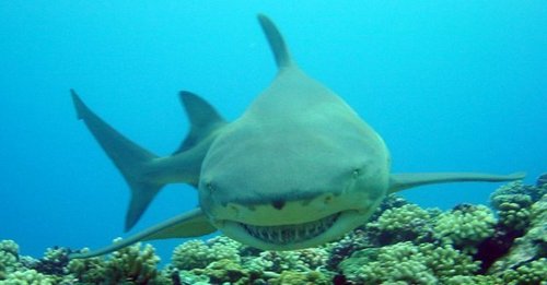  limão tubarão