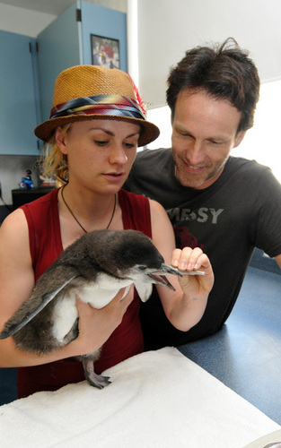  Stephen Moyer and Anna Paquin at Sea World