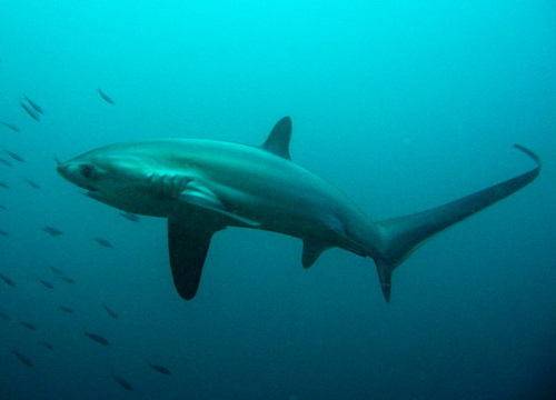  Thresher haai