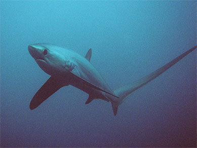  Thresher cá mập