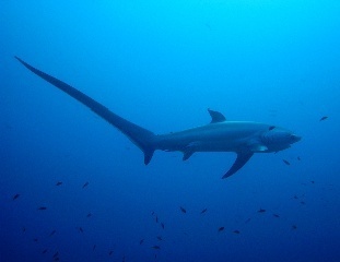  Thresher tiburón