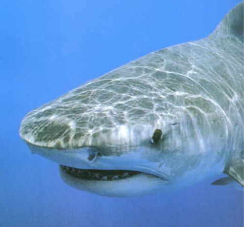  Tiger акула
