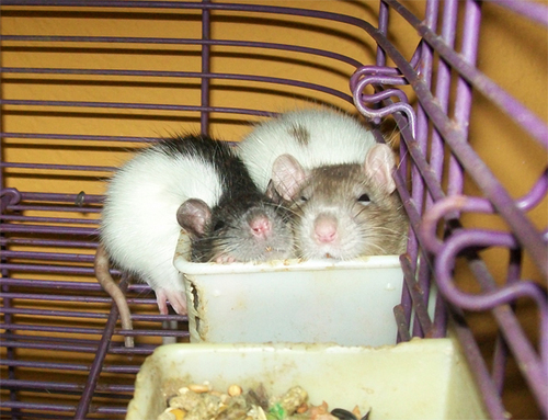  Cuddly Rats
