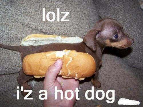  Hot Dog