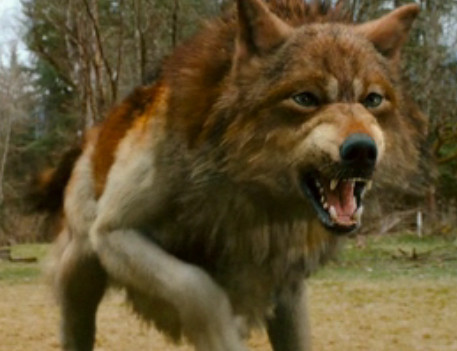  Jacob as a 狼, オオカミ