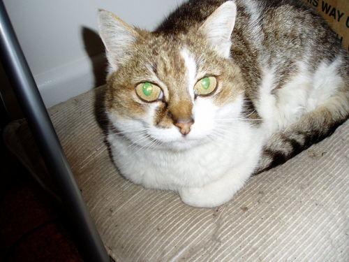 My old cat Mushy (Died a few months ago at 17)
