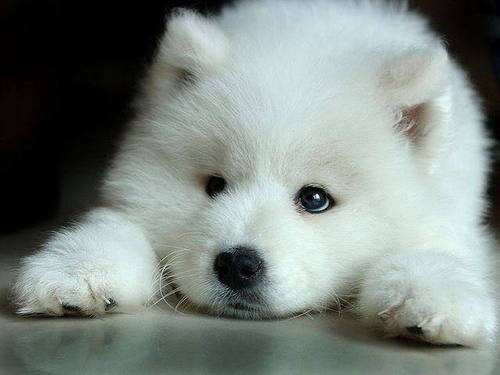  White 狼, オオカミ Pup