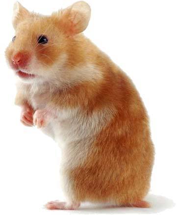  chuột đồng, hamster