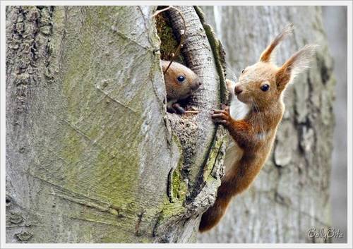  Cute Squirrels