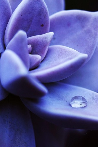 Flower and Dew Drop