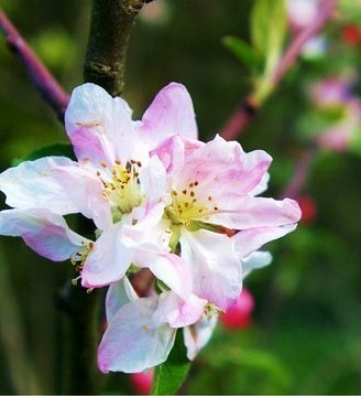  rosa, -de-rosa and White flores