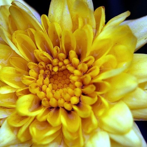 Yellow flor