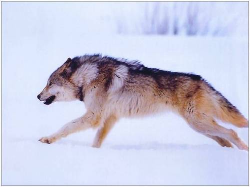  Running wolf