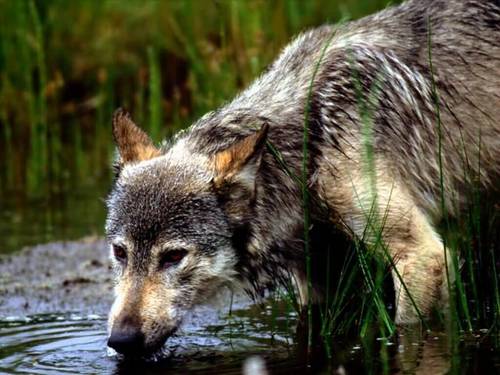  Montana 狼, オオカミ Drinking Water
