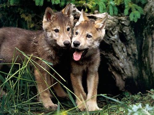  serigala Pups