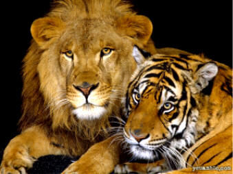 a lion & a tiger