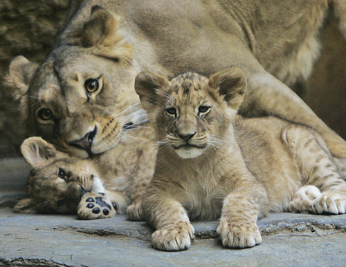  singa betina with her cub