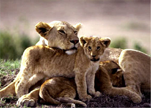  singa betina, singa with her cub