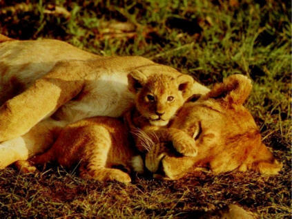  simba, simba wa kike with her cub